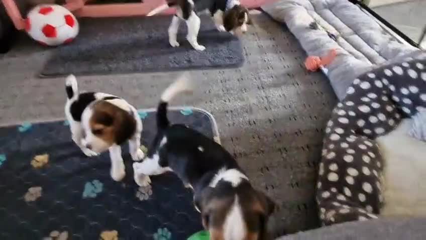 Beagle dogs for sale: Beautiful beagle puppies  - Video 4