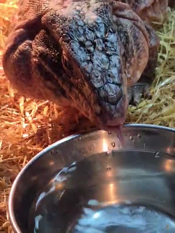 Lizard reptiles for sale: Two tegus for sale - Video 3