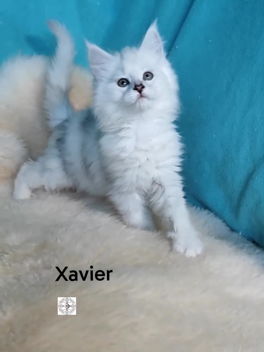 Maine Coon cats for sale: Unique maine coon kittens ❤️ - Video 2