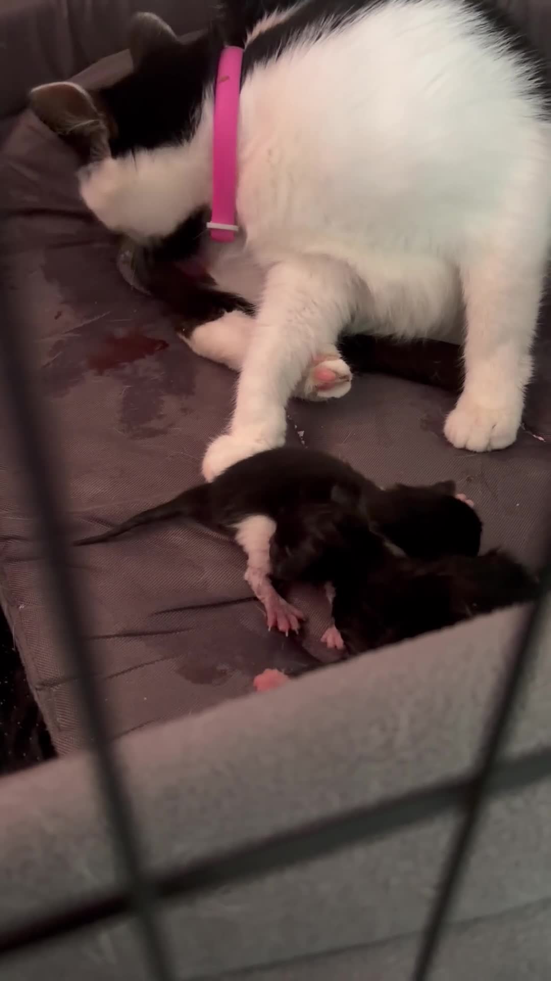 Mixed Breed cats for sale: Kitten  - Video 2