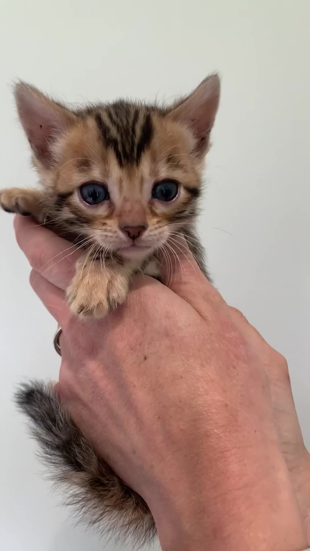 Bengal cats for sale: Best Bengal kittens in the U.K.  - Video 2