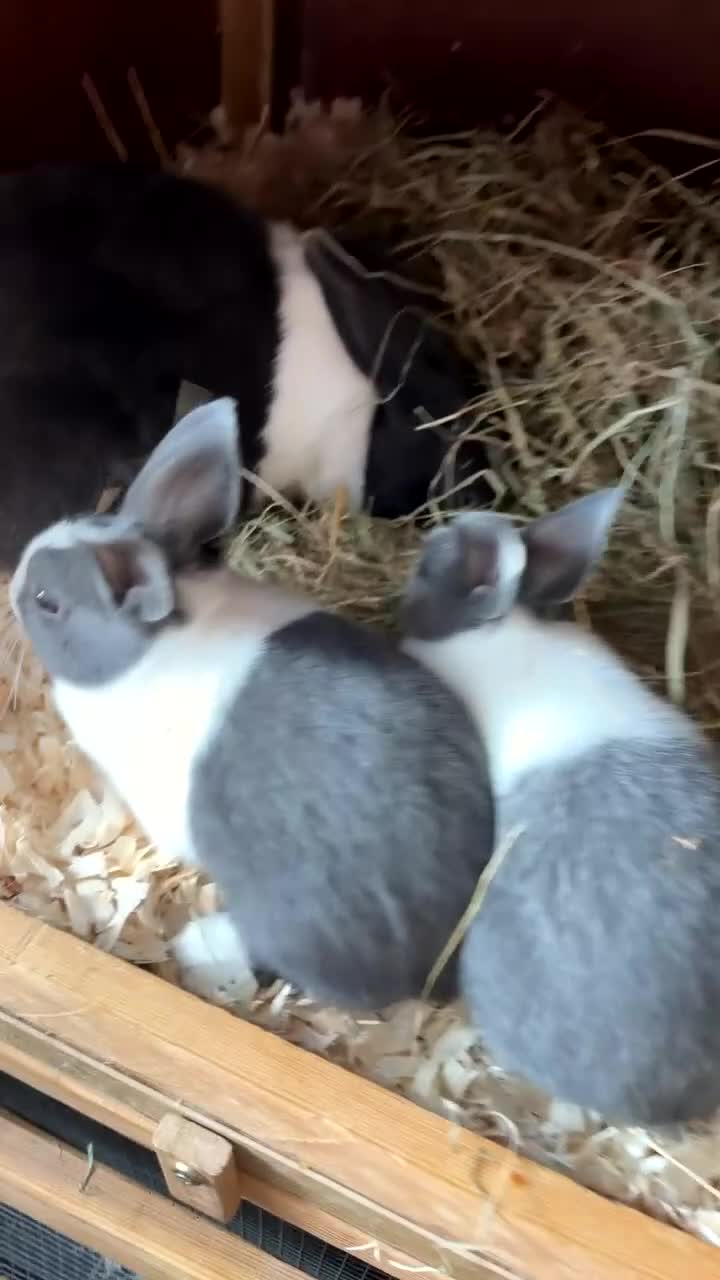 Dutch rabbits for sale: 2 dutch brothers ready soon‼️ - Video 1
