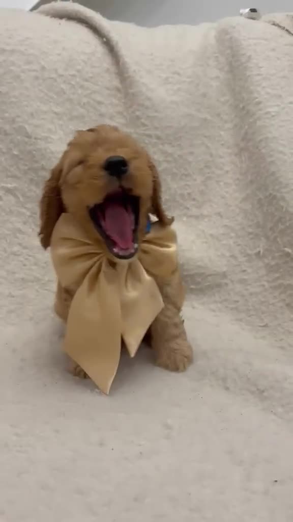 Cockapoo dogs for sale: 4 Gorgeous Cockapoo Puppies Left - Video 4