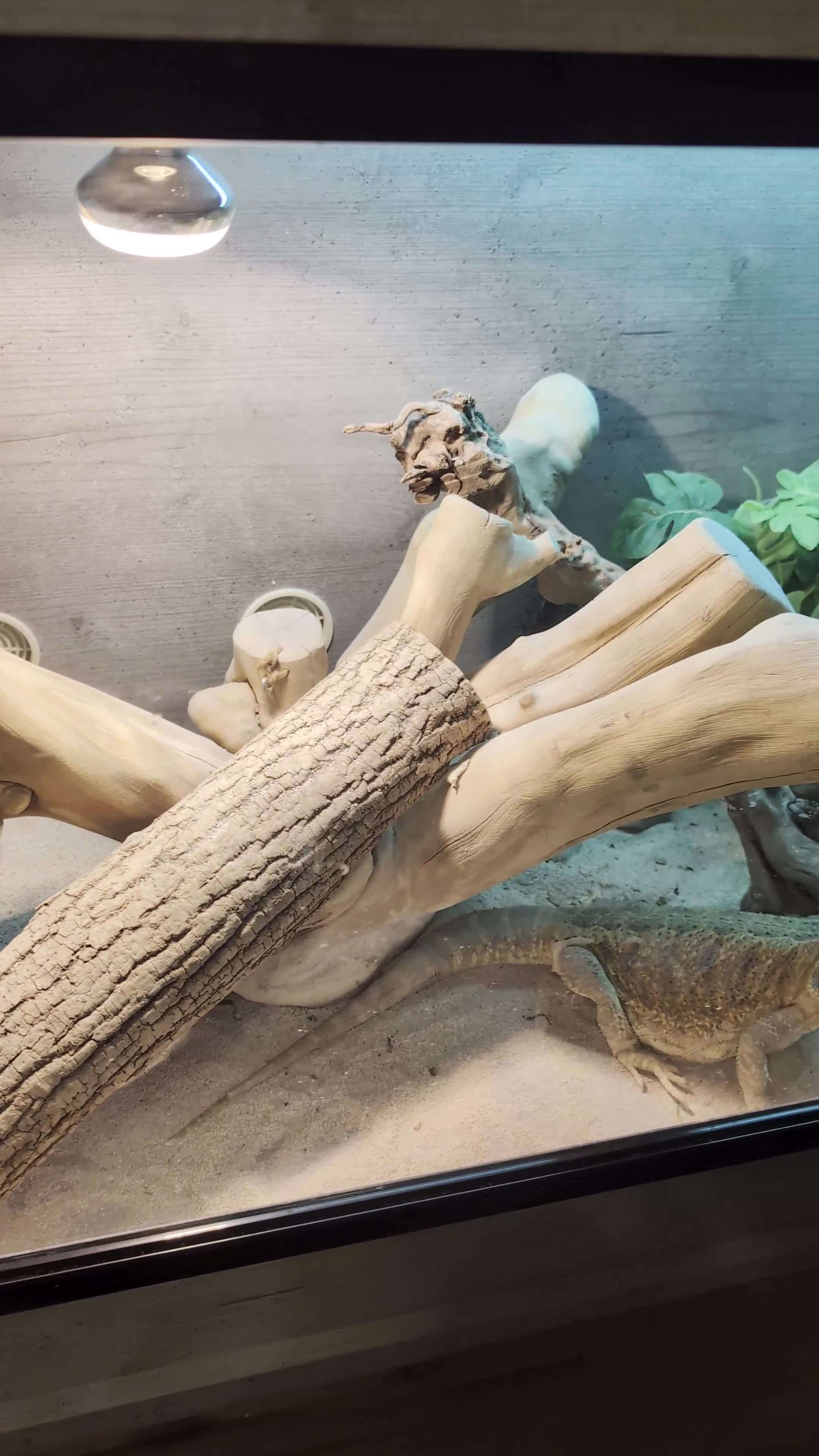 Bearded Dragon reptiles for sale: Orange Female Bearded Dragon - Video 1