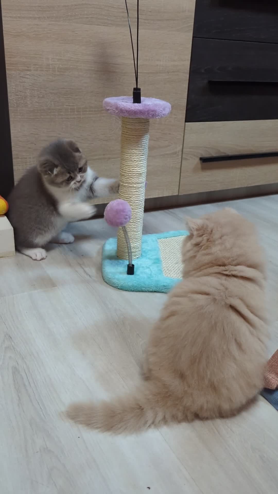 Scottish Fold cats for sale: TICA Registered Scottish kittens - Video 3