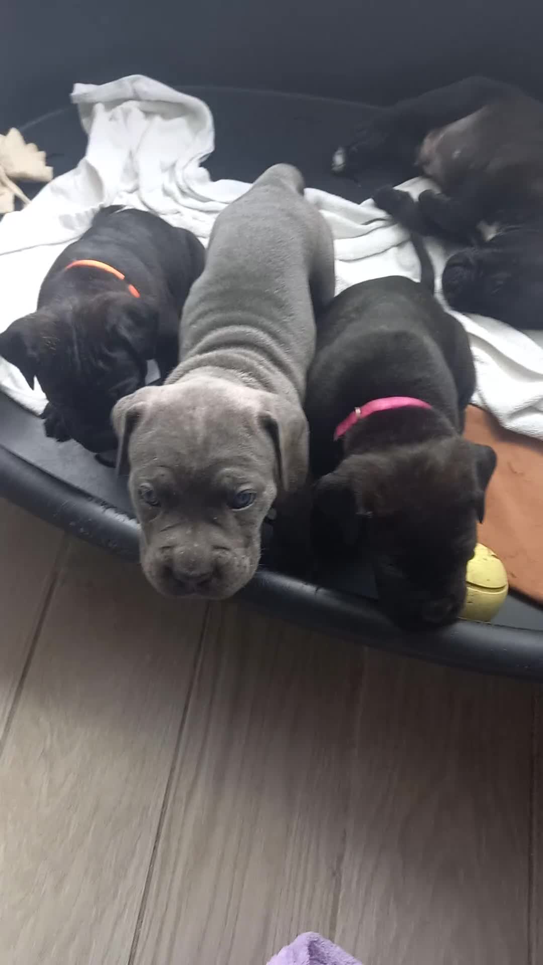 Cane Corso dogs for sale: ONE & ONLY UK LITTER DEL DYRIUM BLOOD LINES  🖤  - Video 3