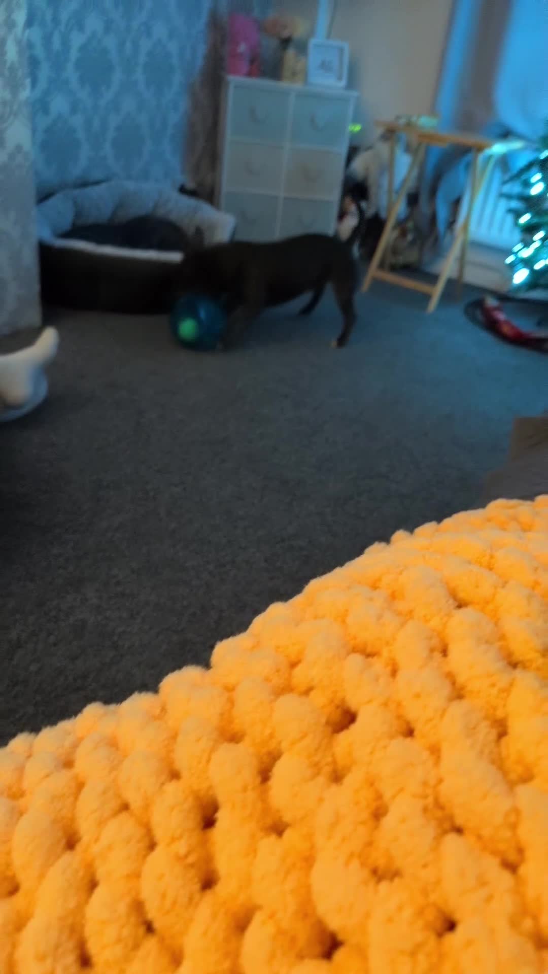 Staffordshire Bull Terrier dogs for sale: Diesel the Staffy in Ballymena - Video 1