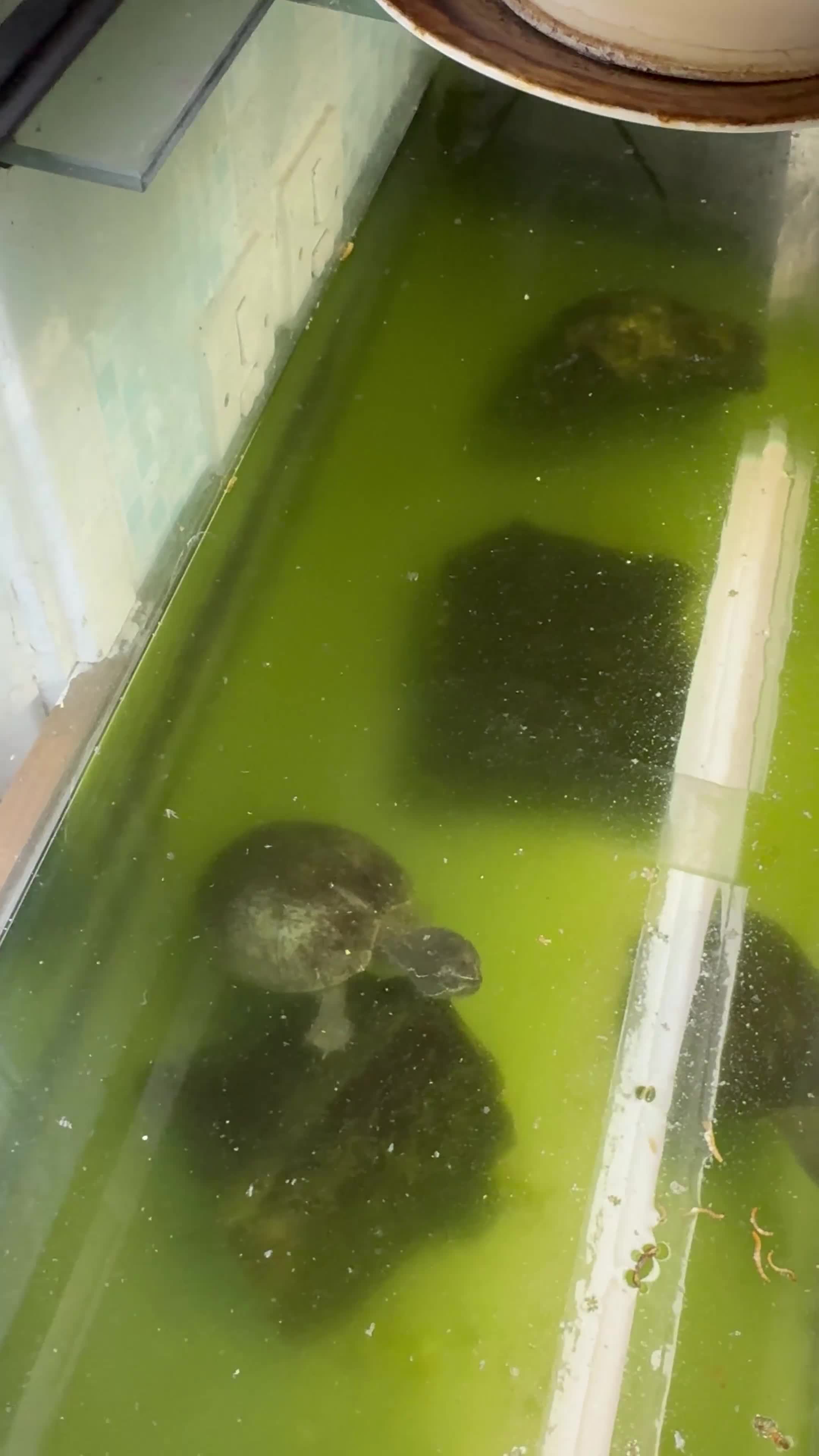 Terrapin reptiles for sale: Terrapins x2 - Video 1