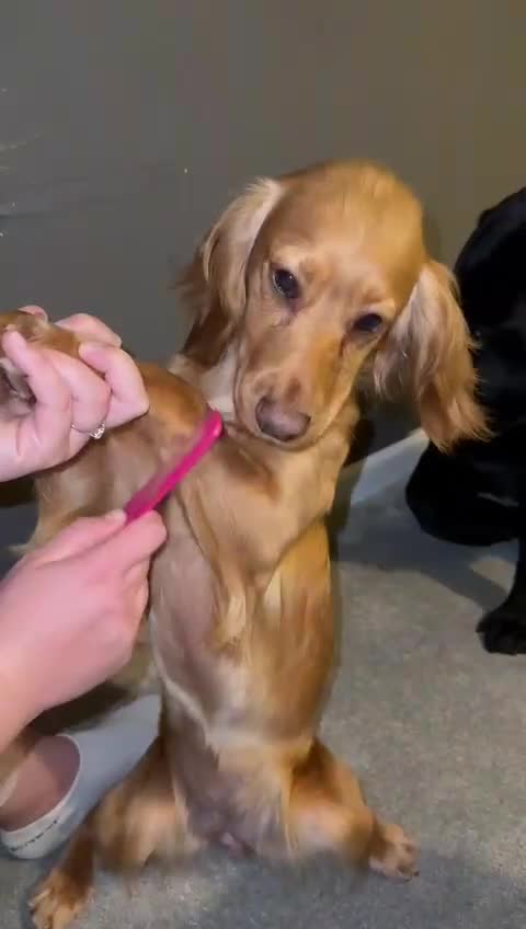 Cocker Spaniel dogs for sale: Kennel Club registered working Cocker Spaniels - Video 1