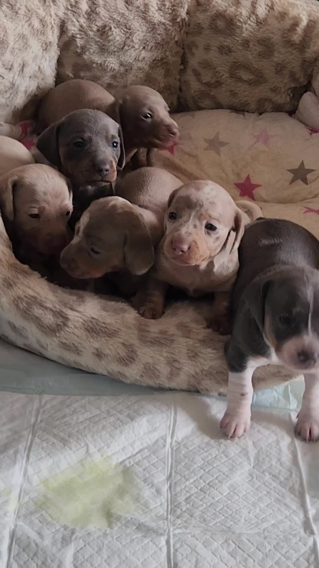 Miniature Dachshund dogs for sale: Isabella Miniature dachshund puppies  - Video 2