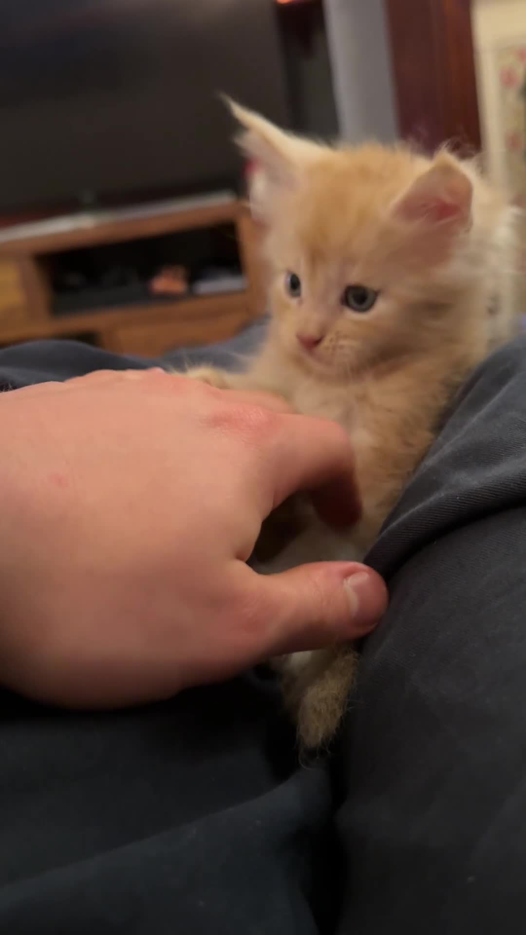 Maine Coon cats for sale: 🐾 GCCF Maine Coon Kittens 3 Red Smoke Black Boys - Video 3