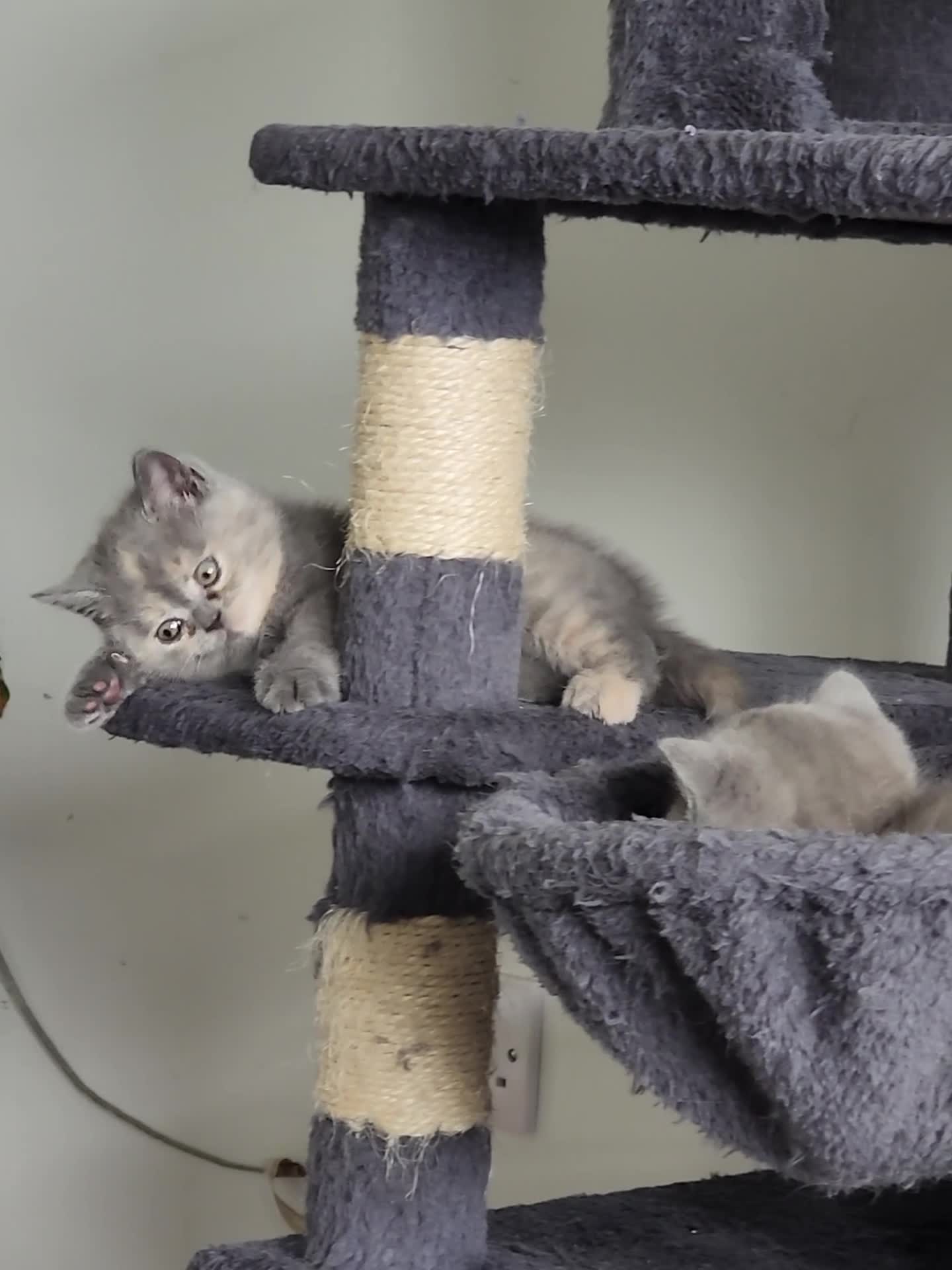 British Shorthair cats for sale: BSH Blue Kittens  - Video 2