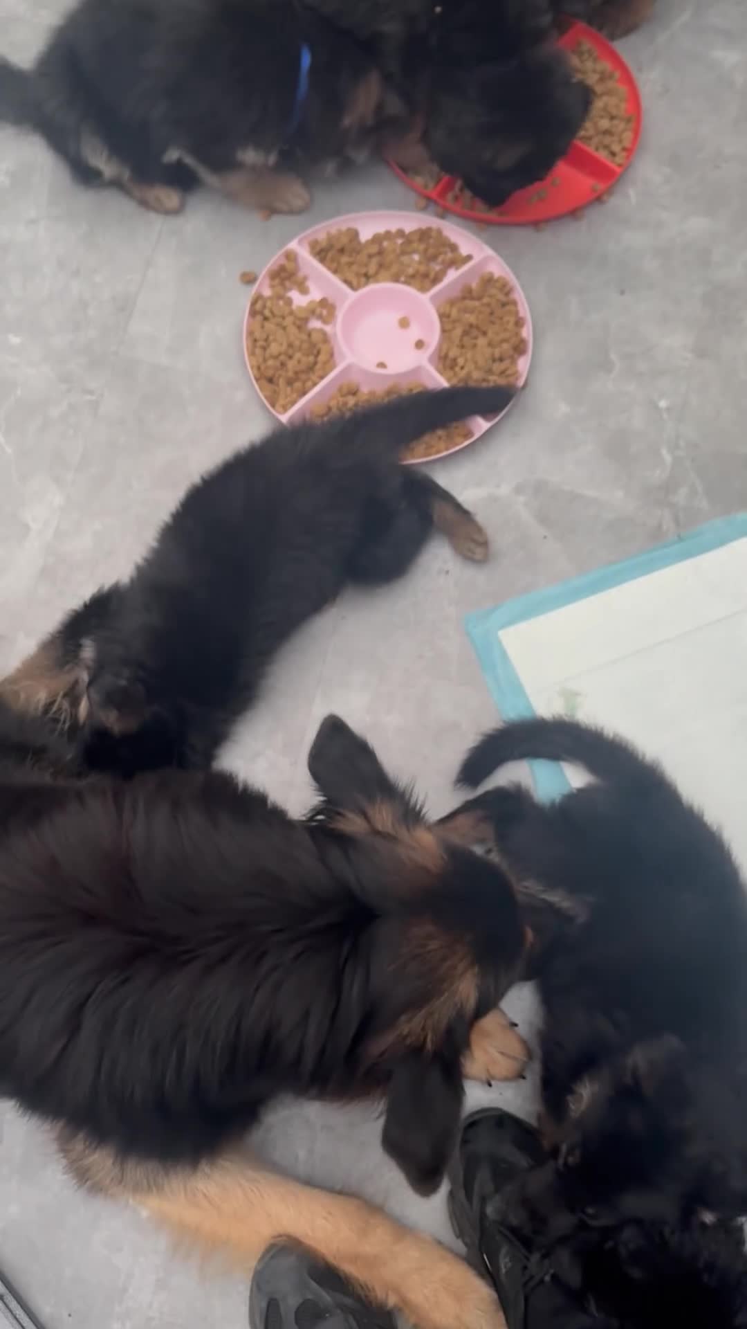 German Shepherd dogs for sale: German shepherd pups  - Video 3