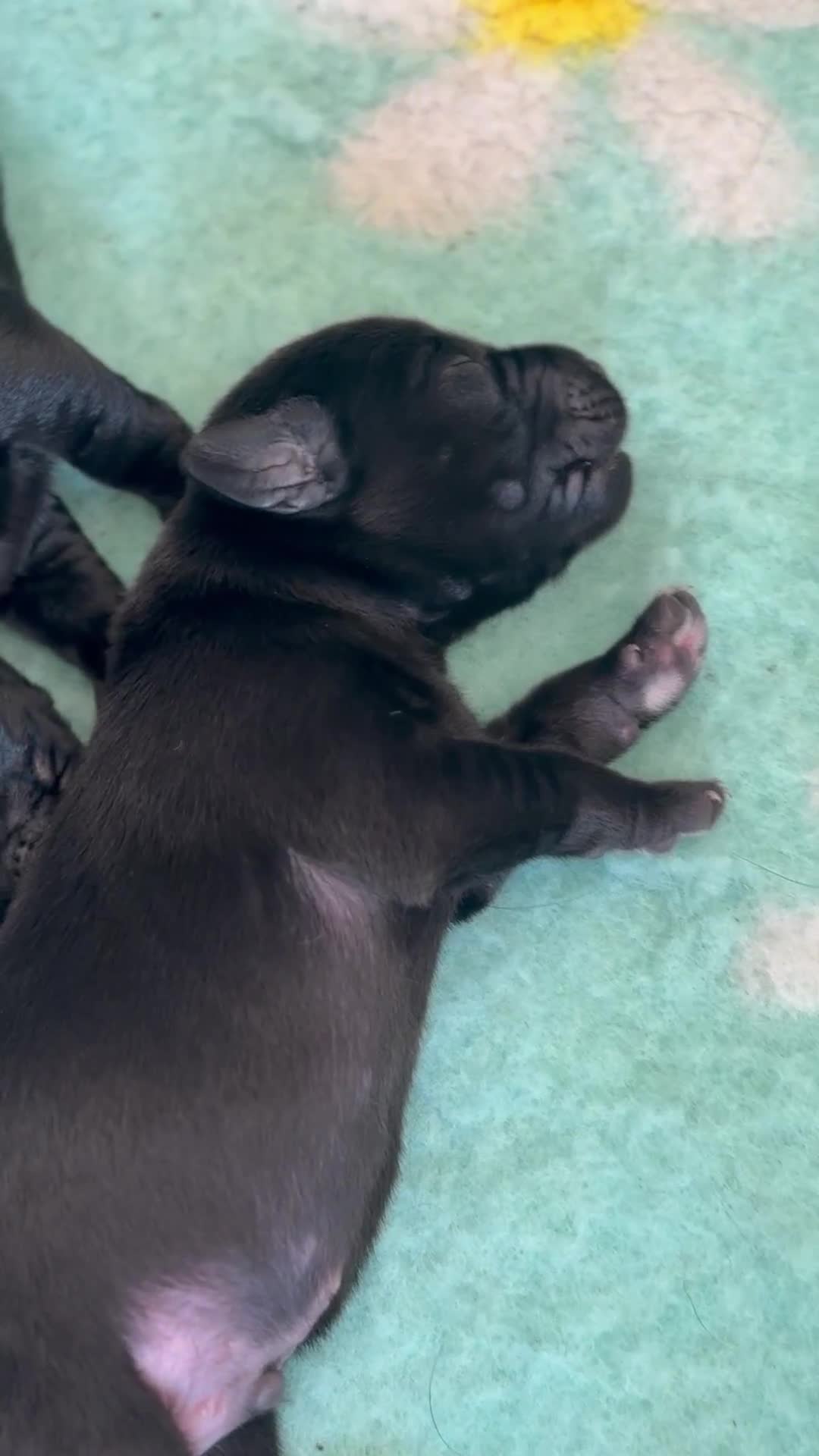 Labrador Retriever dogs for sale: FTCH Pedigree, Heath Tested and Hip and Elbows  - Video 2