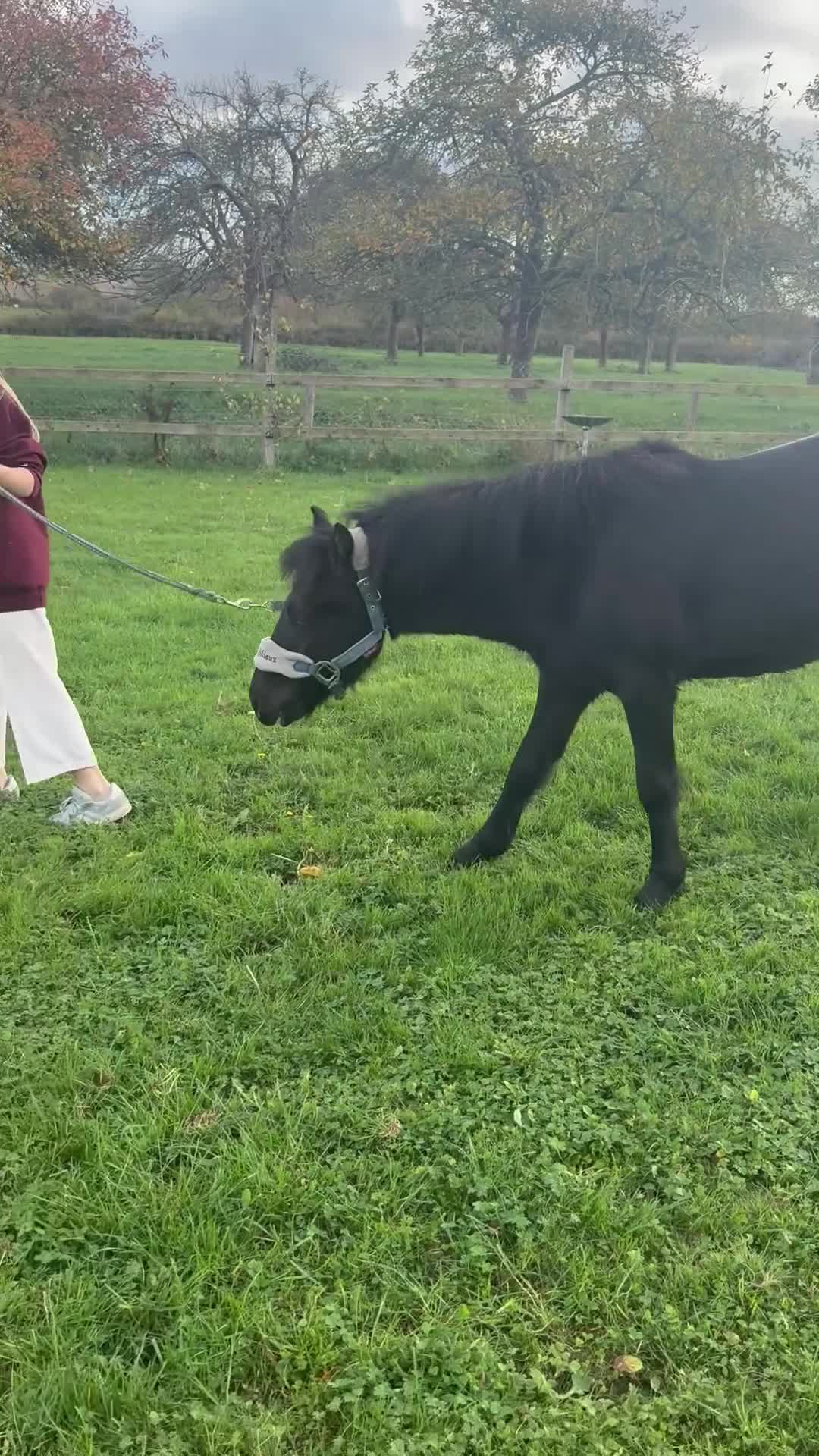 Irish Cob horses for sale: All rounder plus gelding friend to go together  - Video 1