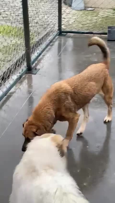 Mixed Breed dogs for adoption: Captain, 10 yrs old. Available for adoption. - Video 3