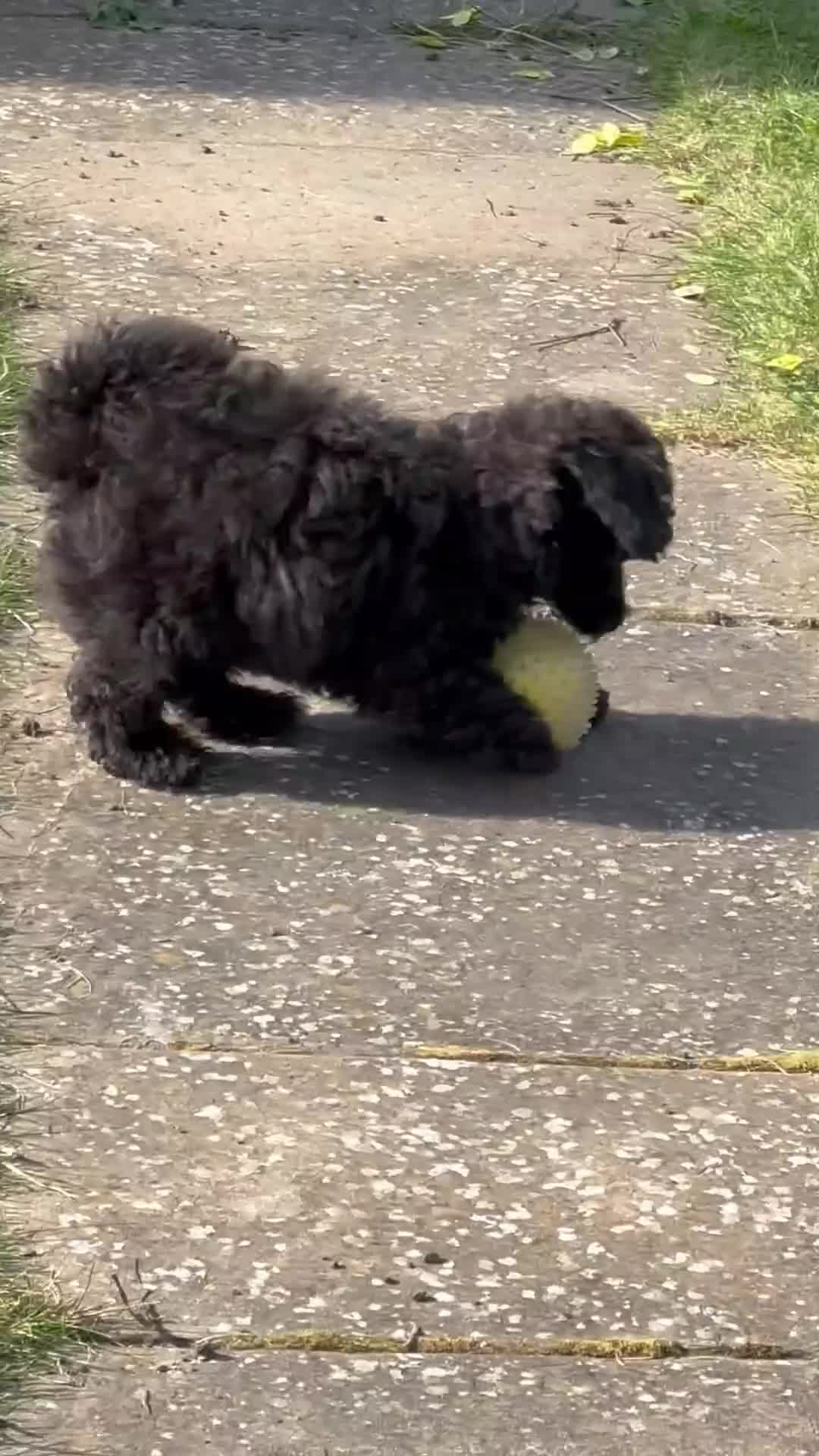 Toy Poodle dogs for sale: Adorable K.C.Reg tiny Toy Poodle puppy - Video 1