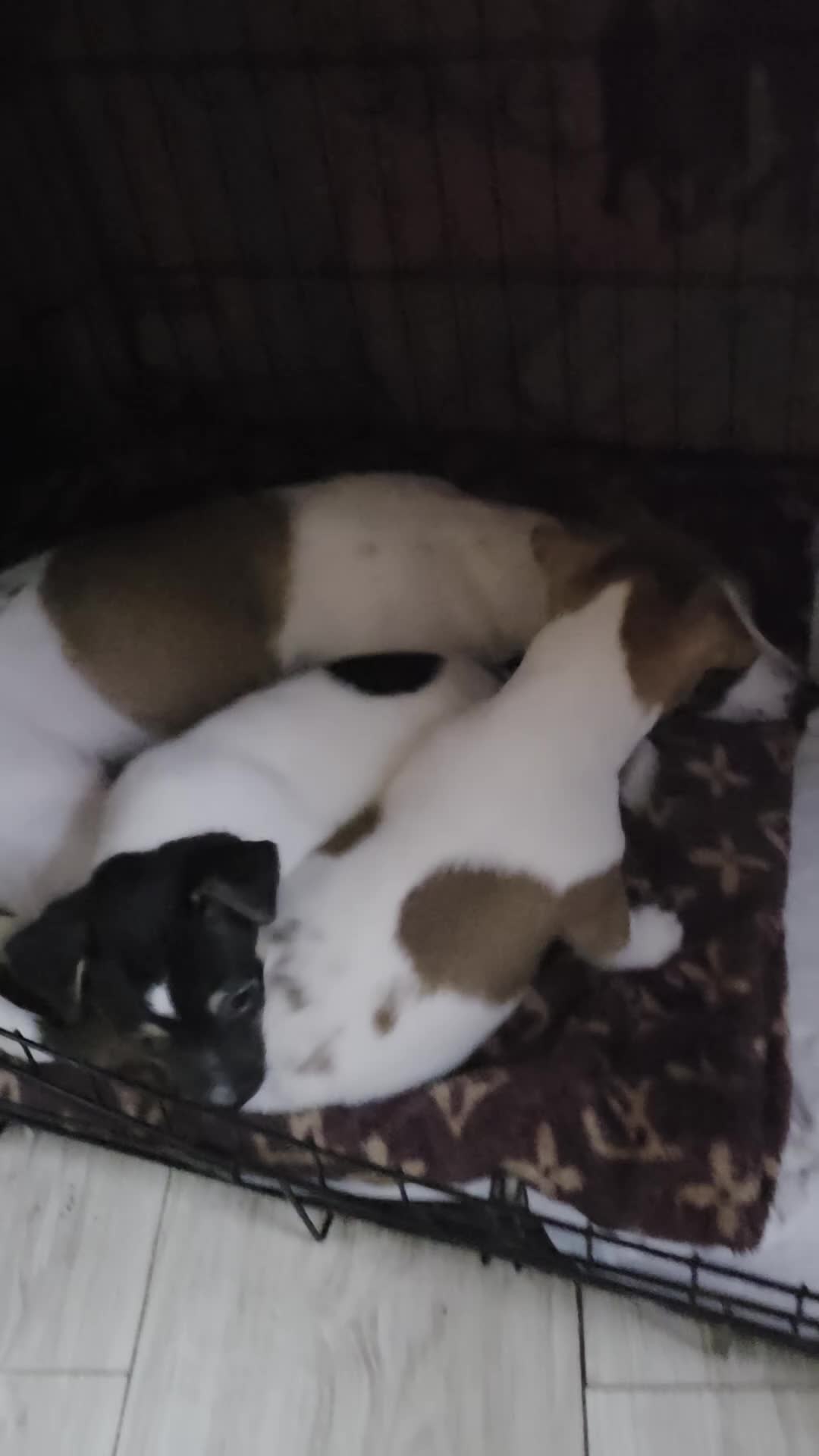 Jack Russell dogs for sale: Two beautiful boys  in Clitheroe - Video 1