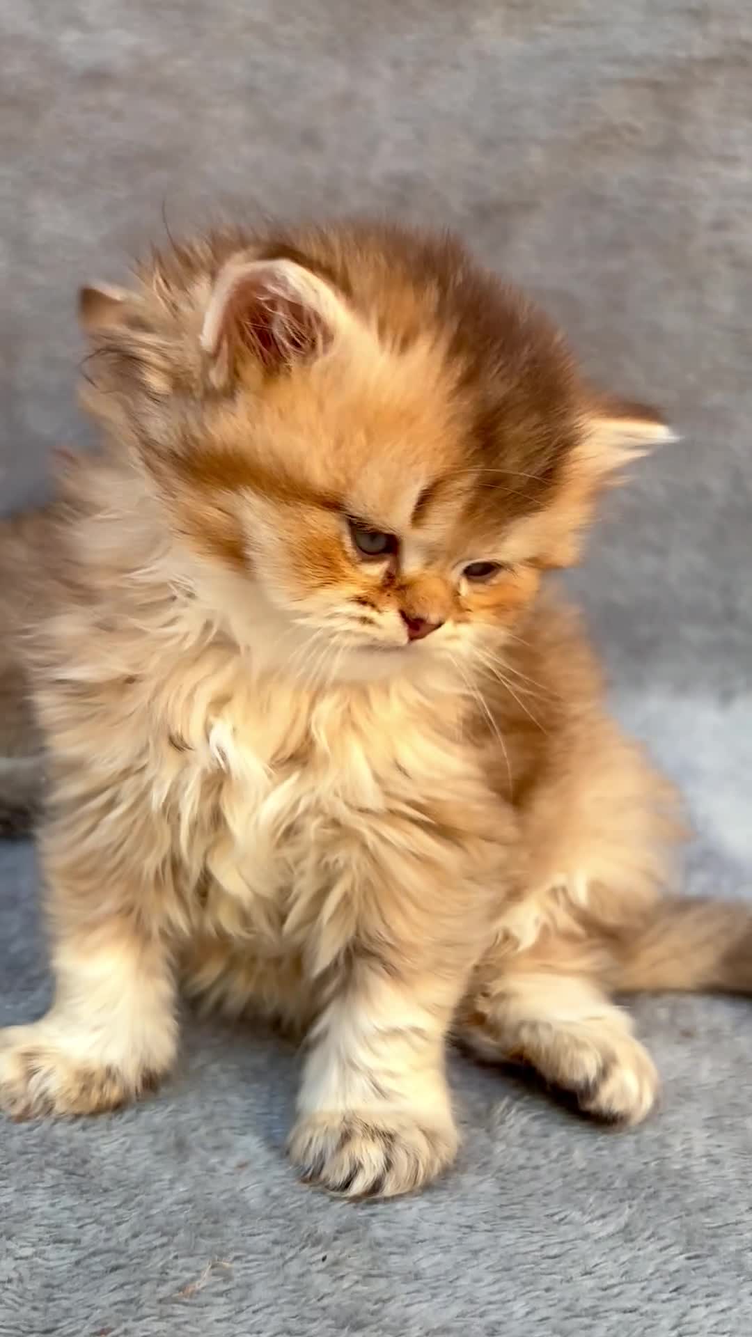 British Longhair cats for sale: Pedigree British shorthair & longhair golden  - Video 3