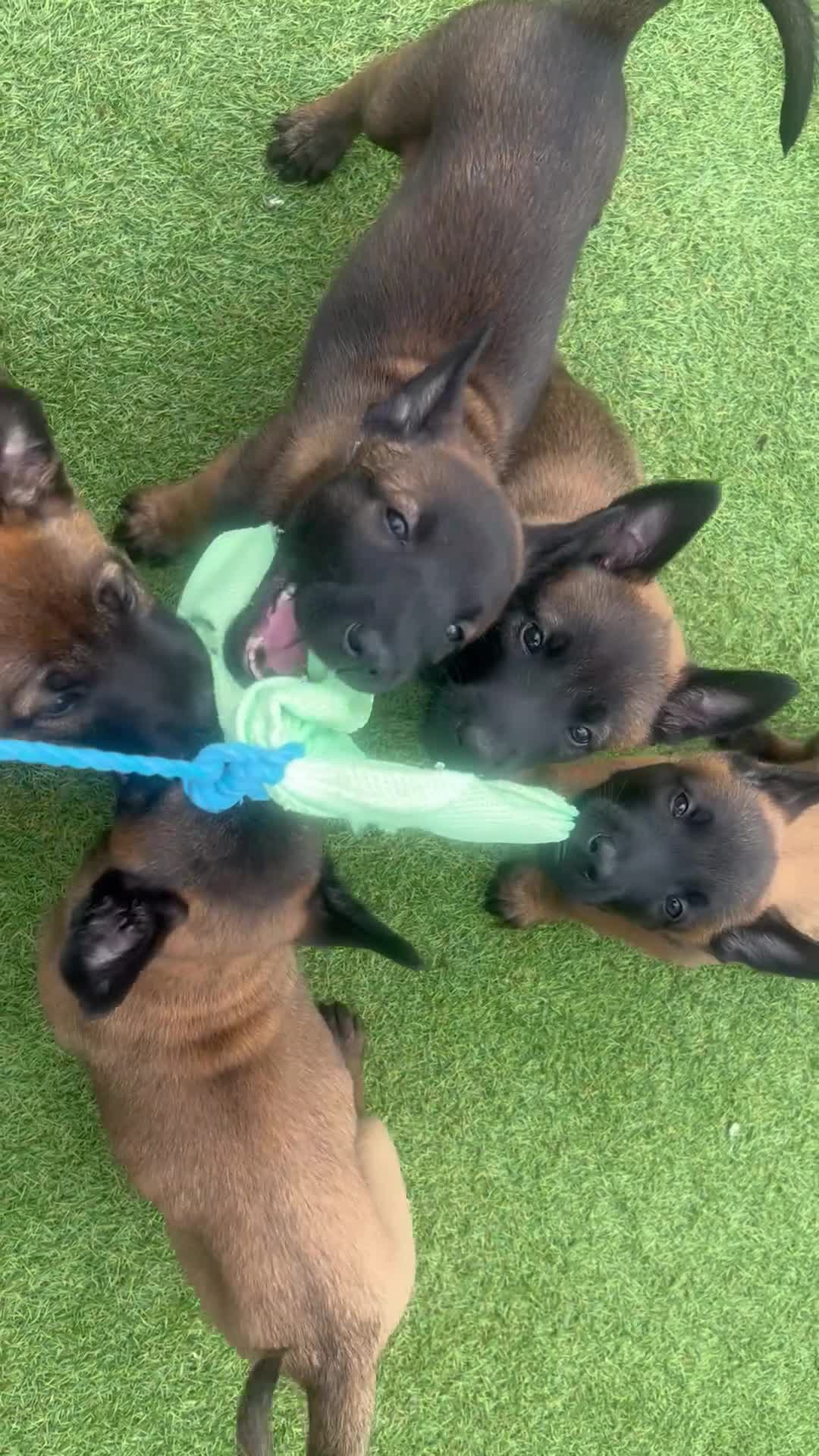 Belgian Shepherd Dog dogs for sale: Stunning litter of Belgian Malinois puppies  in Weymouth - Video 1