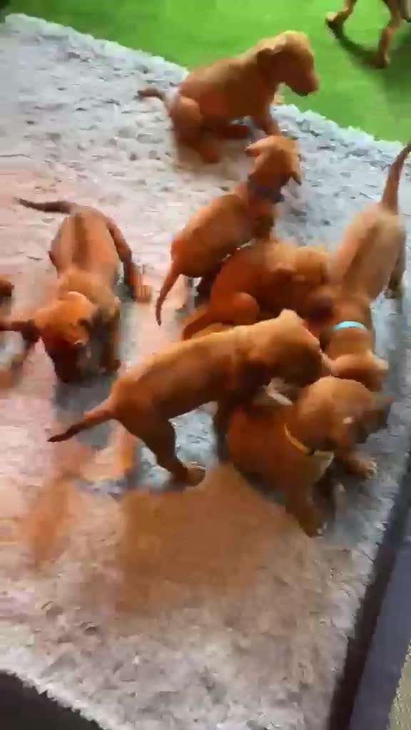 Rhodesian Ridgeback dogs for sale: KC Registered RR Ready for forever Homes 1st July - Video 3