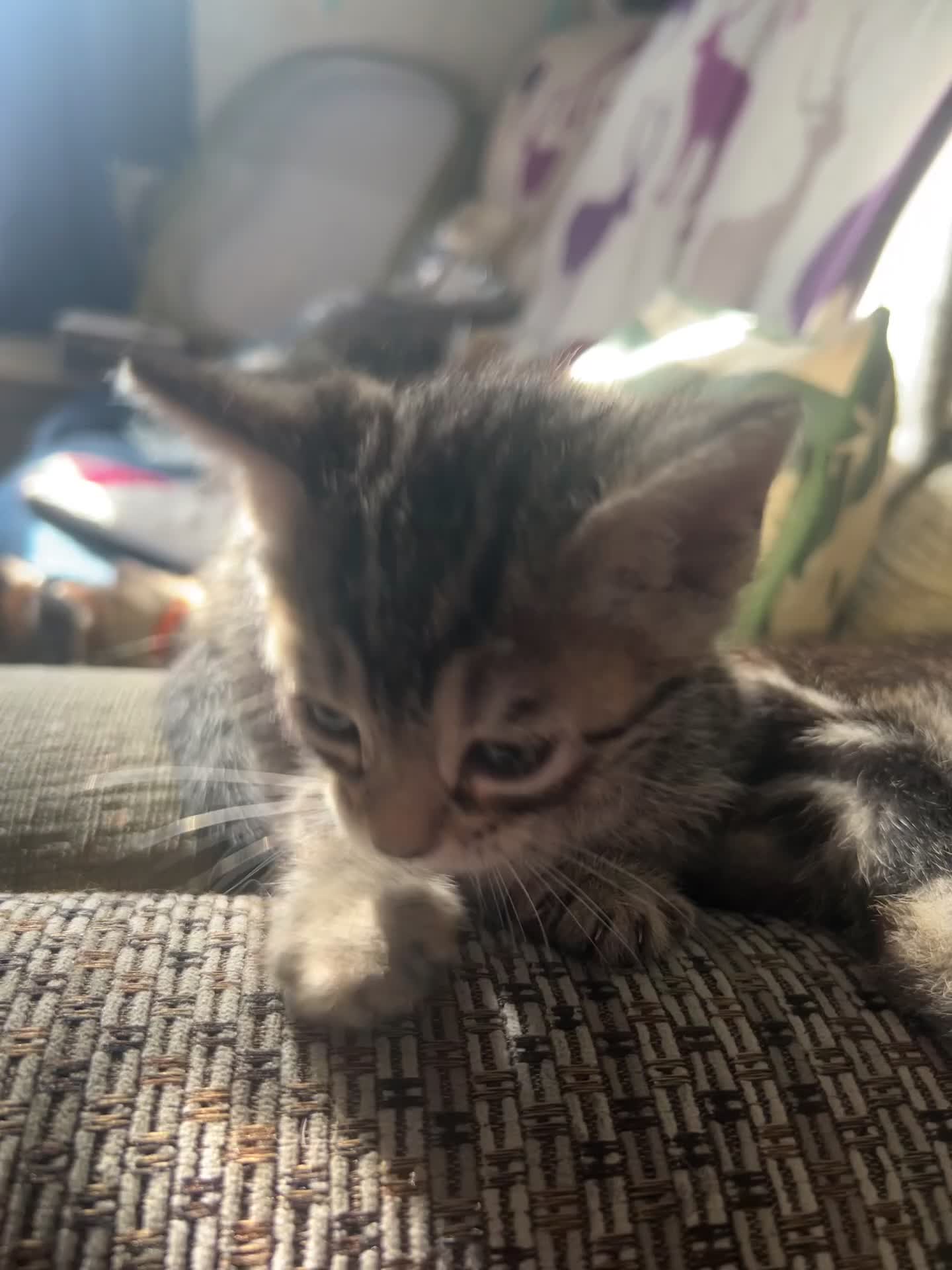 Bengal cats for sale: Mix Bengal kittens for sell in Corby - Video 1