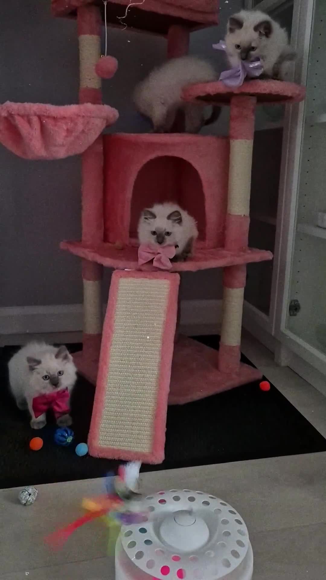 Ragdoll cats for sale: 😻Ragdoll Kittens Girls😻 in Stirling - Video 2