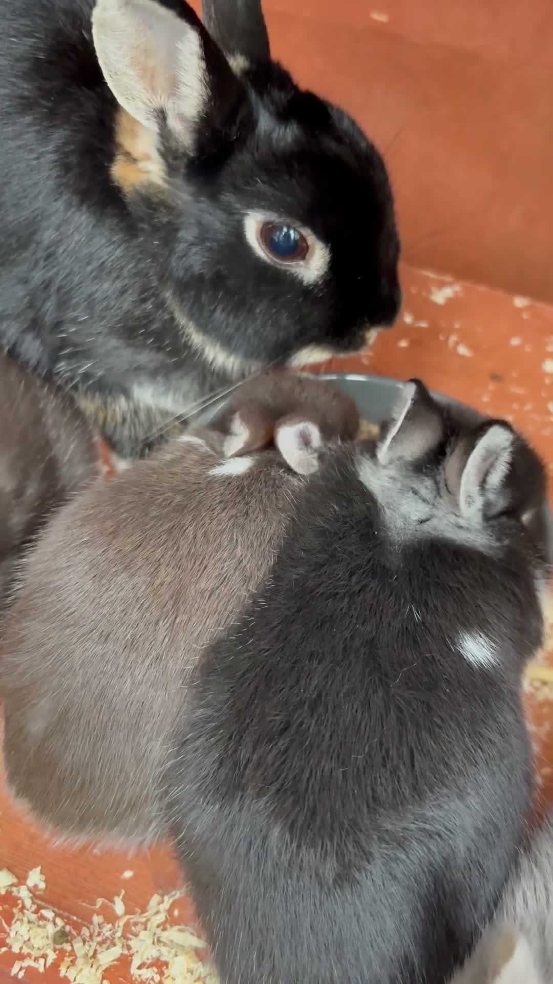Netherland Dwarf rabbits for sale: Netherland dwarf Babies  - Video 3