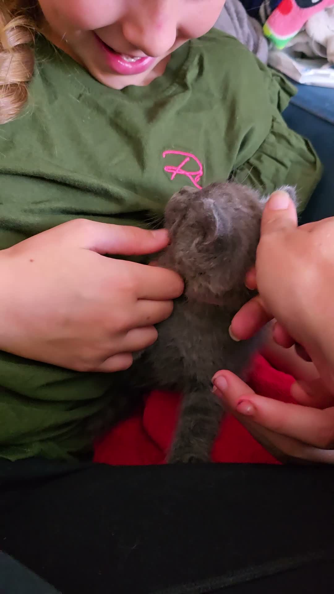 British Shorthair cats for sale: Gorgeous half British shorthair kittens  - Video 2