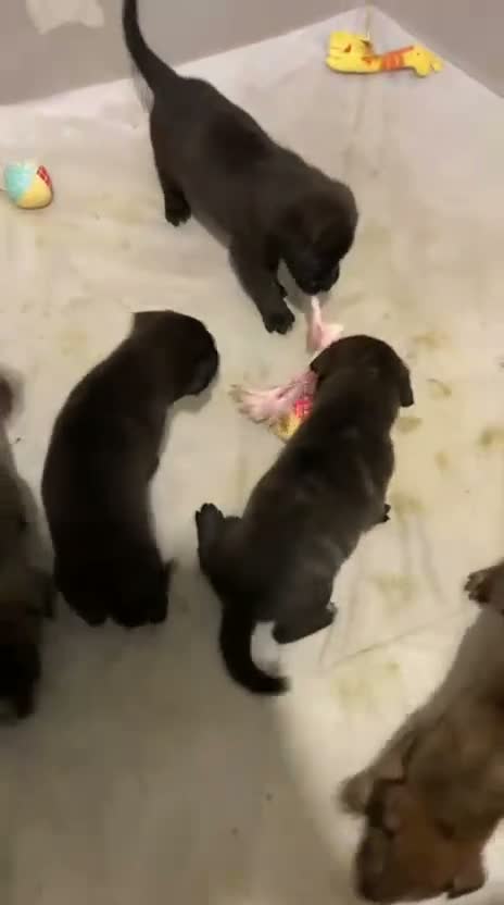 Mixed Breed dogs for sale: 6 Cane Corso x puppies  in Barking - Video 1