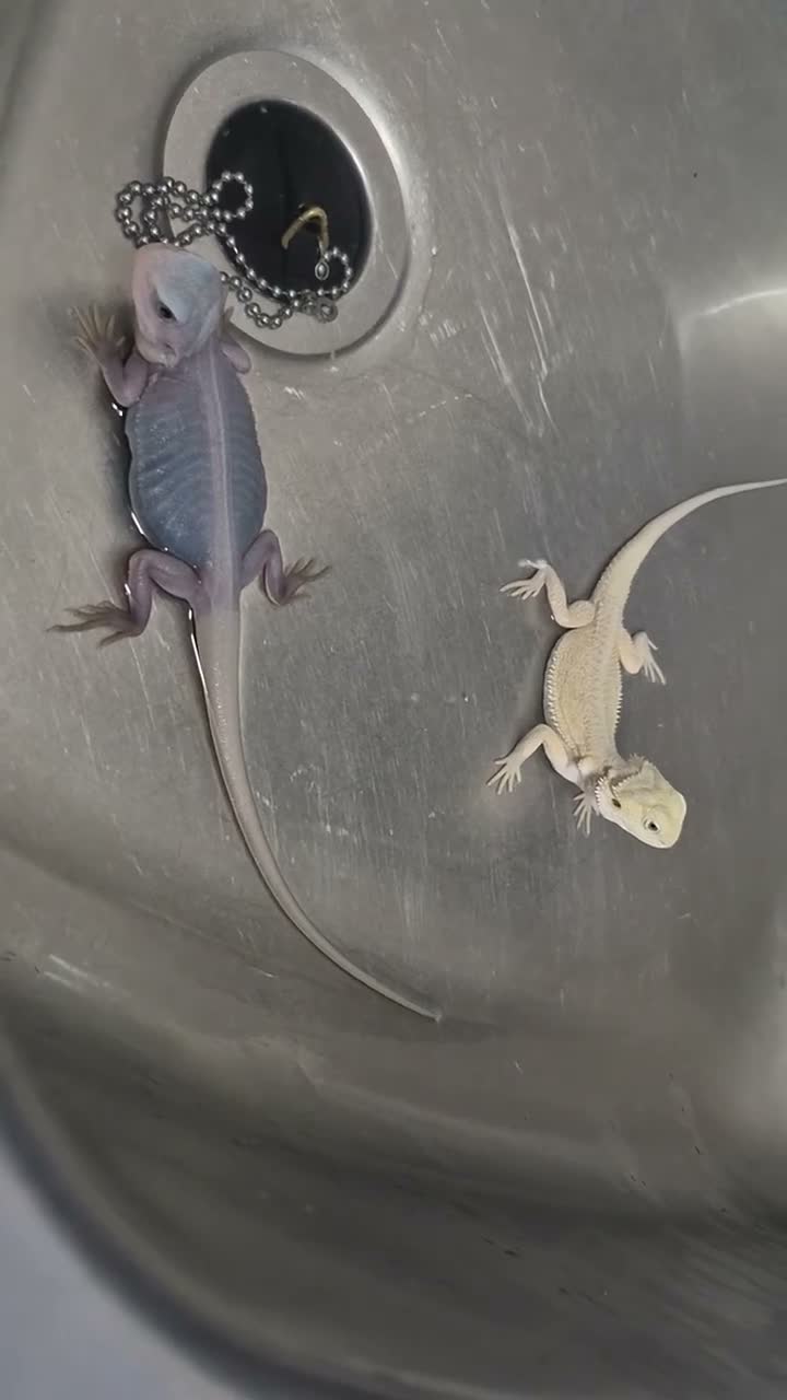 Bearded Dragon reptiles for sale: Baby bearded dragons  - Video 1