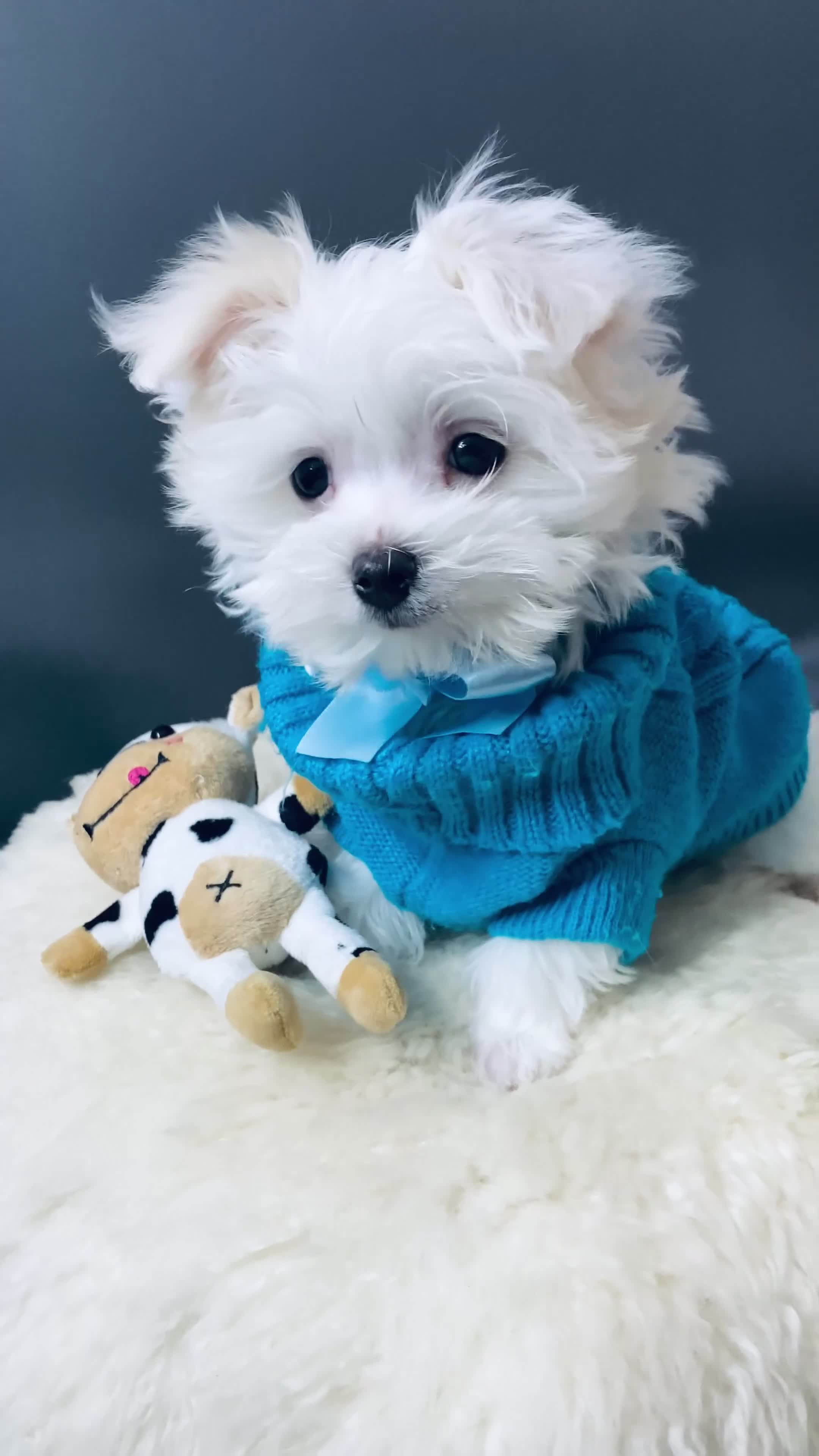 Maltese dogs for sale: ✨ Outstanding KC korean Maltese Puppies ✨ - Video 2