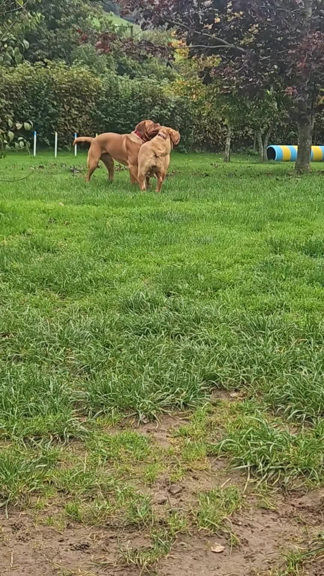 Dogue De Bordeaux dogs for sale: Buddy  - Video 3