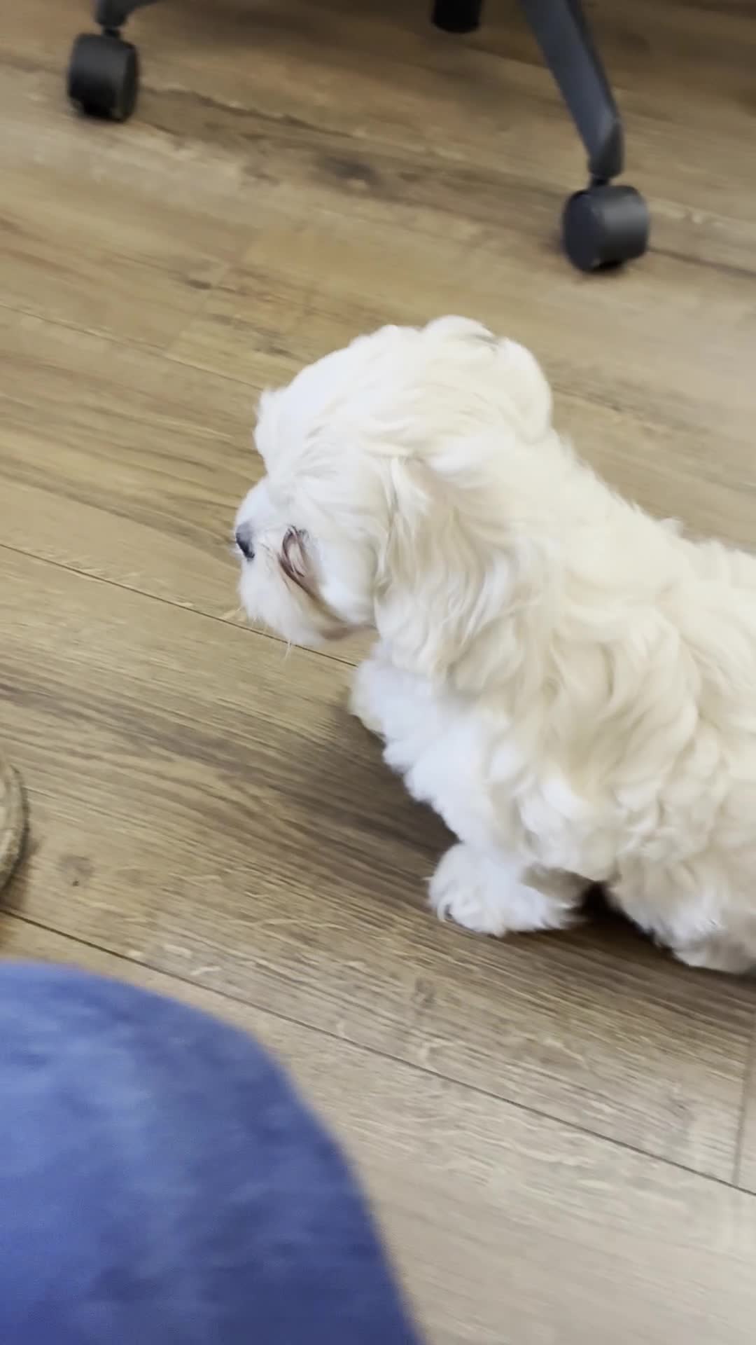 Shihpoo dogs for sale: Fluffy Teddybear pups - 2 boys left - Cute Shihpoo in Burnham-on-Crouch - Video 2
