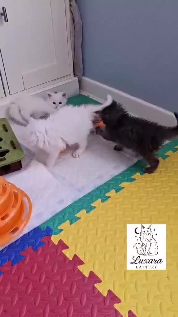 Maine Coon cats for sale: Adorable Purebred Maine Coon Kittens–GCCF/Pedigree - Video 1