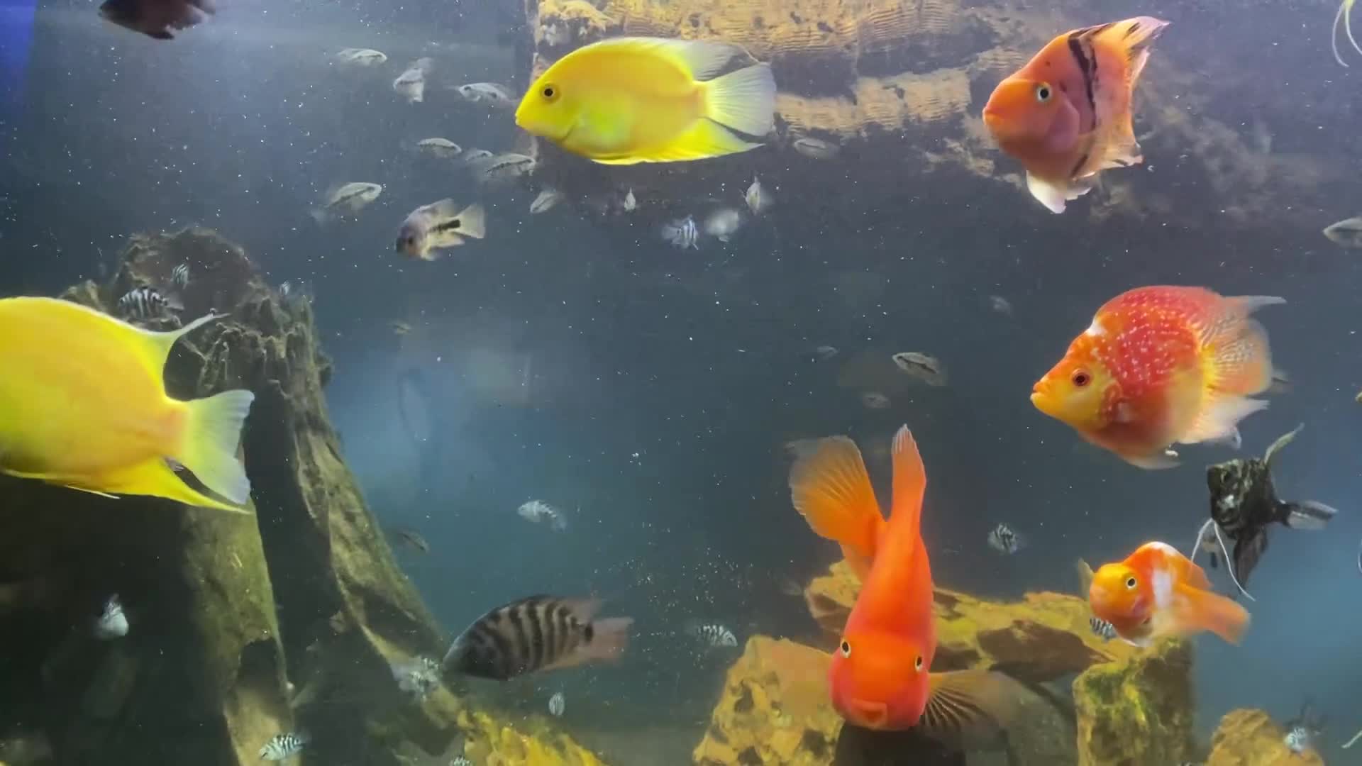 Other/Mixed Breed fish for sale: Loads of fish for sale  - Video 1