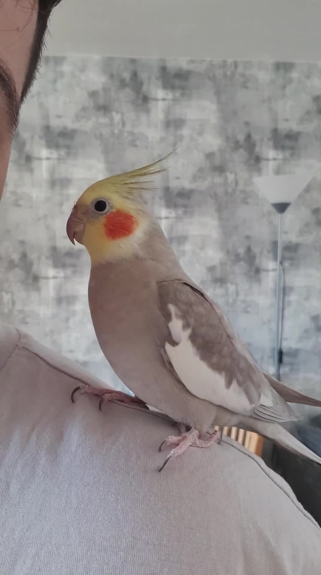Cockatiels birds for sale: Cockatiel for only current owners in Mitcham - Video 2