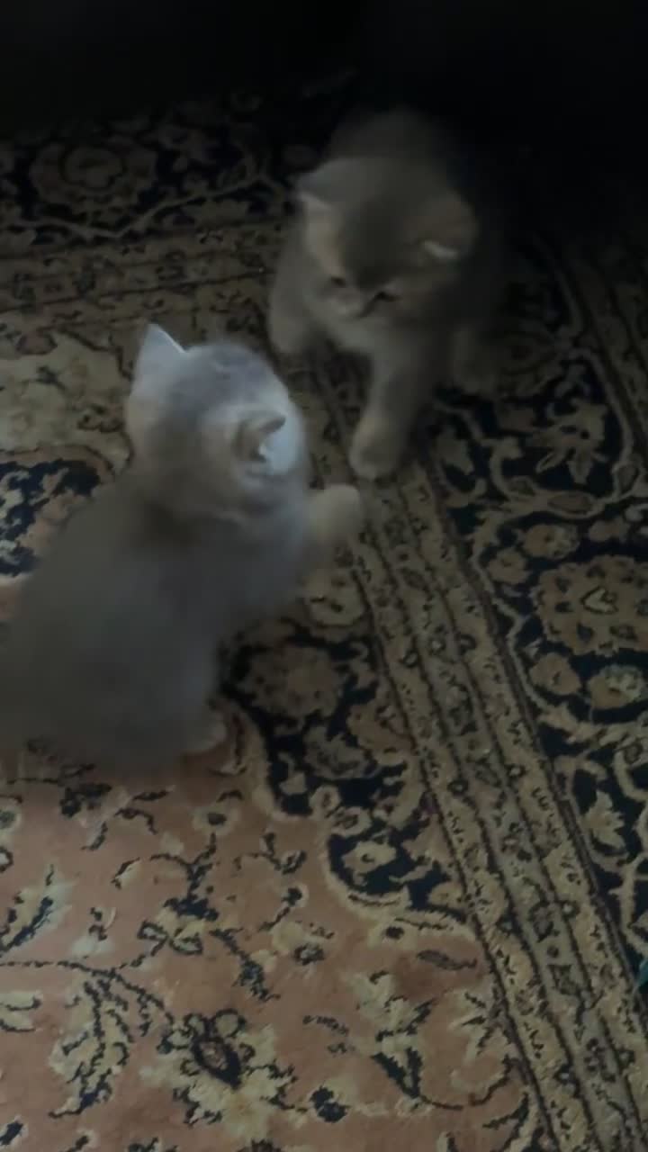 Scottish Fold cats for sale: Scottish Straight kittens in Edgware - Video 1