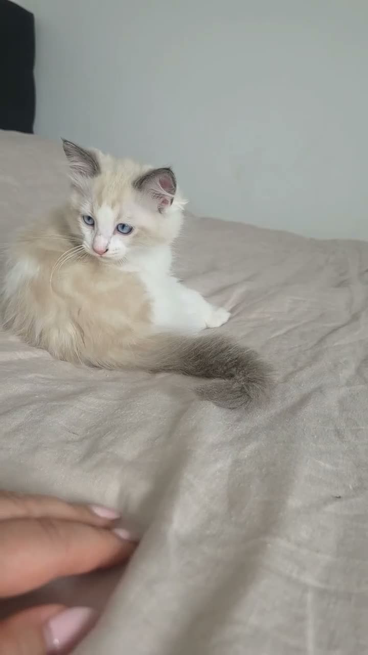 Ragdoll cats for sale:  2 Beautiful Ragdoll Boys 🐾 - Video 1