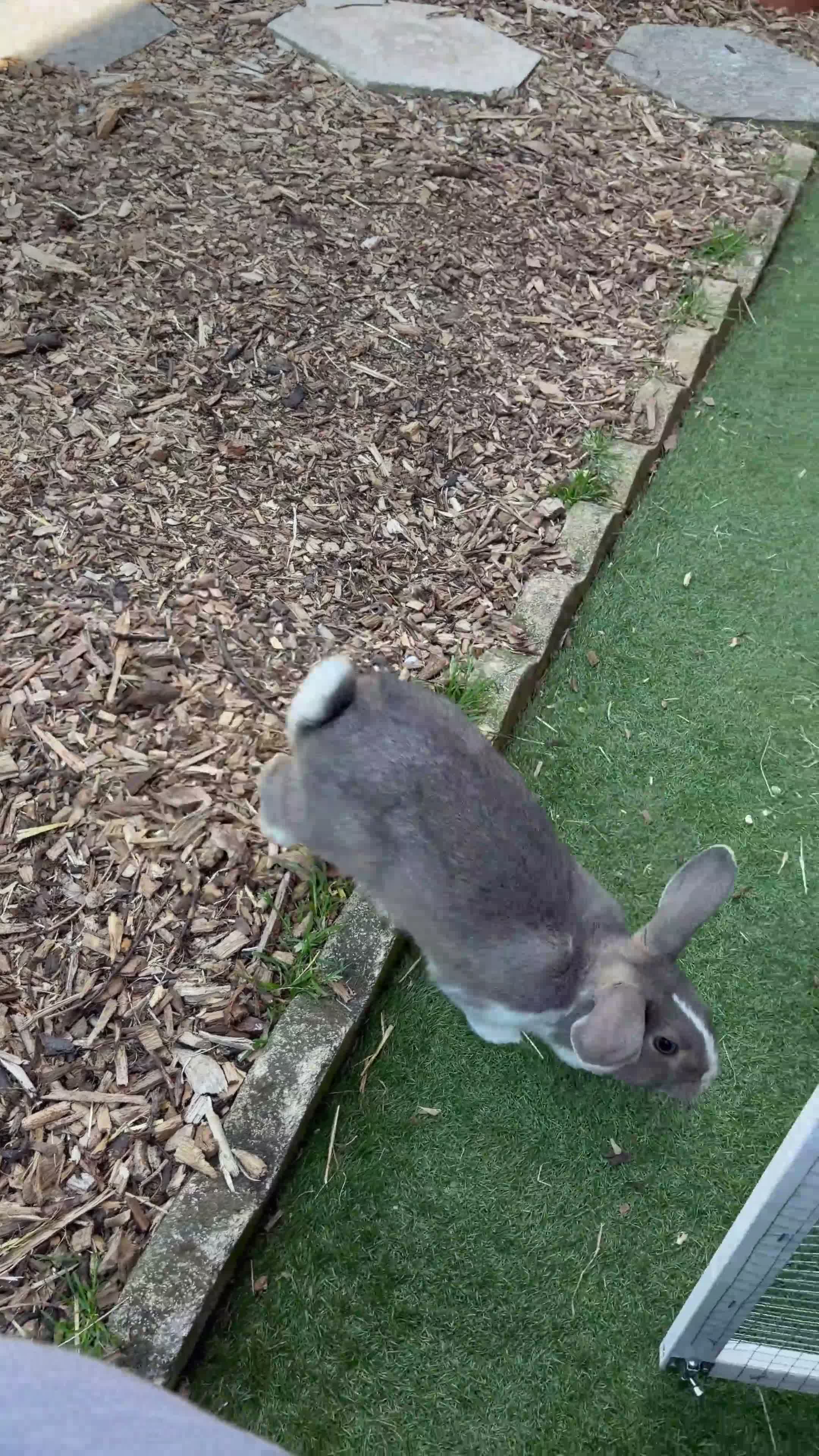 Mini Lop rabbits for sale: Nice 6 month old buck  - Video 1