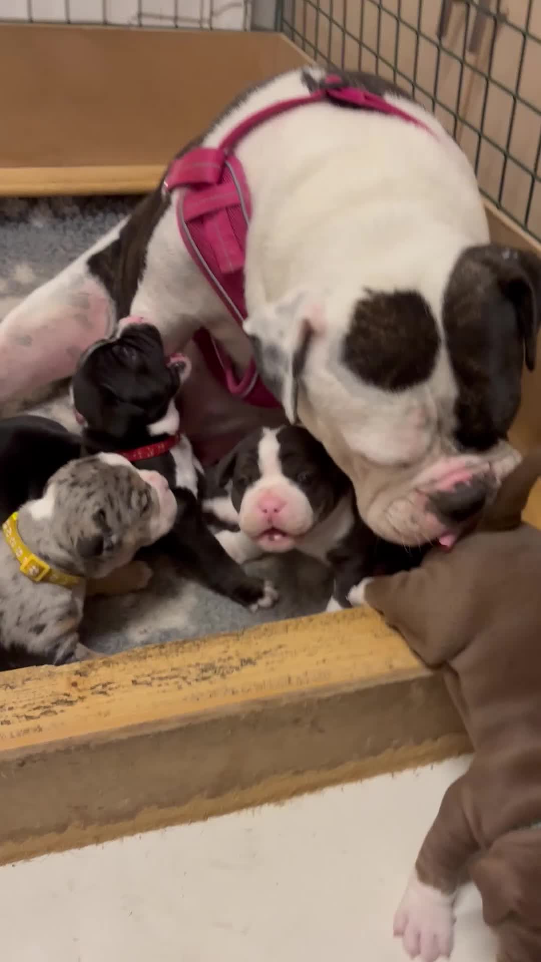 Mixed Breed dogs for sale: Mixed breed bulldog puppies - Video 3
