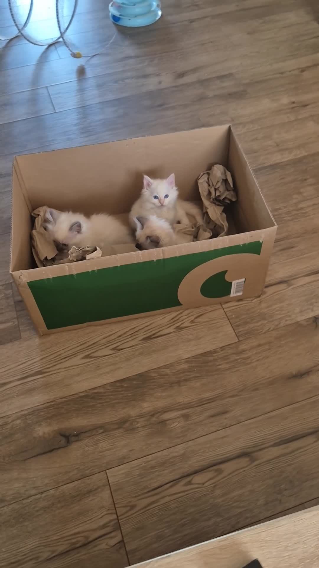 Ragdoll cats for sale: 100% pure ragdoll - Video 1