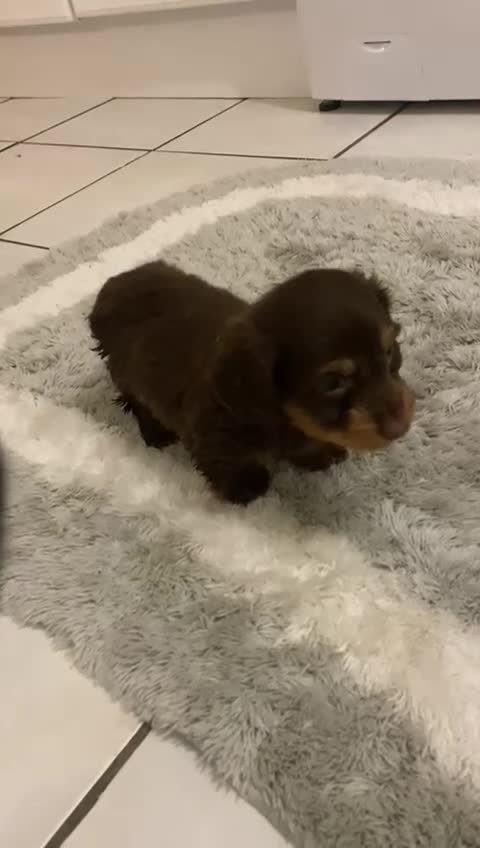 Miniature Dachshund dogs for sale: Beautiful Teckle puppies (Wire Hair Dachshunds) - Video 2