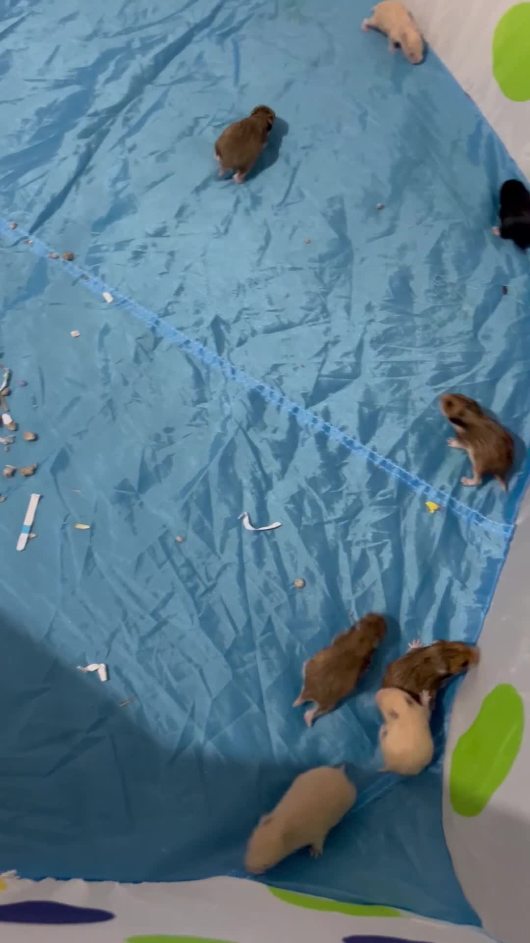 Hamster rodents for sale: 14 baby Syrian hamsters - Video 4