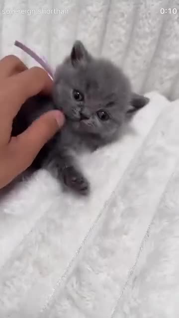 British Shorthair cats for sale: READY NOW 💙 Blue British Shorthair Kittens 💙 - Video 2