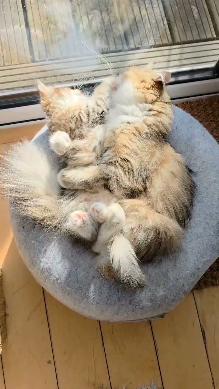 Siberian cats for sale: Pure gorgeous Siberian Kittens - Video 1
