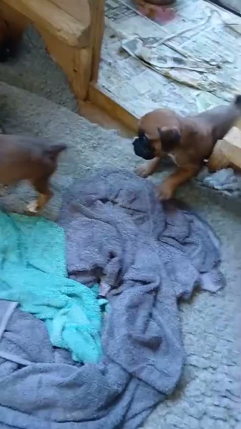 Boxer dogs for stud: Extensively Health Tested European Stud - Video 3