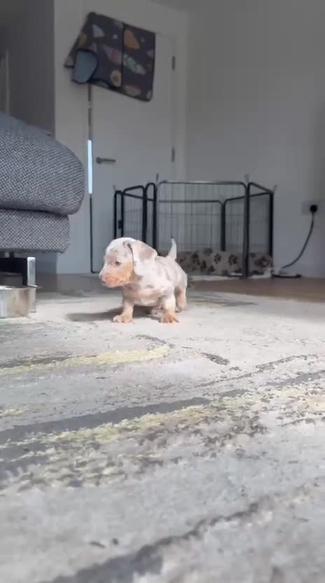 Dachshund dogs for sale: Beautiful girl dachshund  - Video 4
