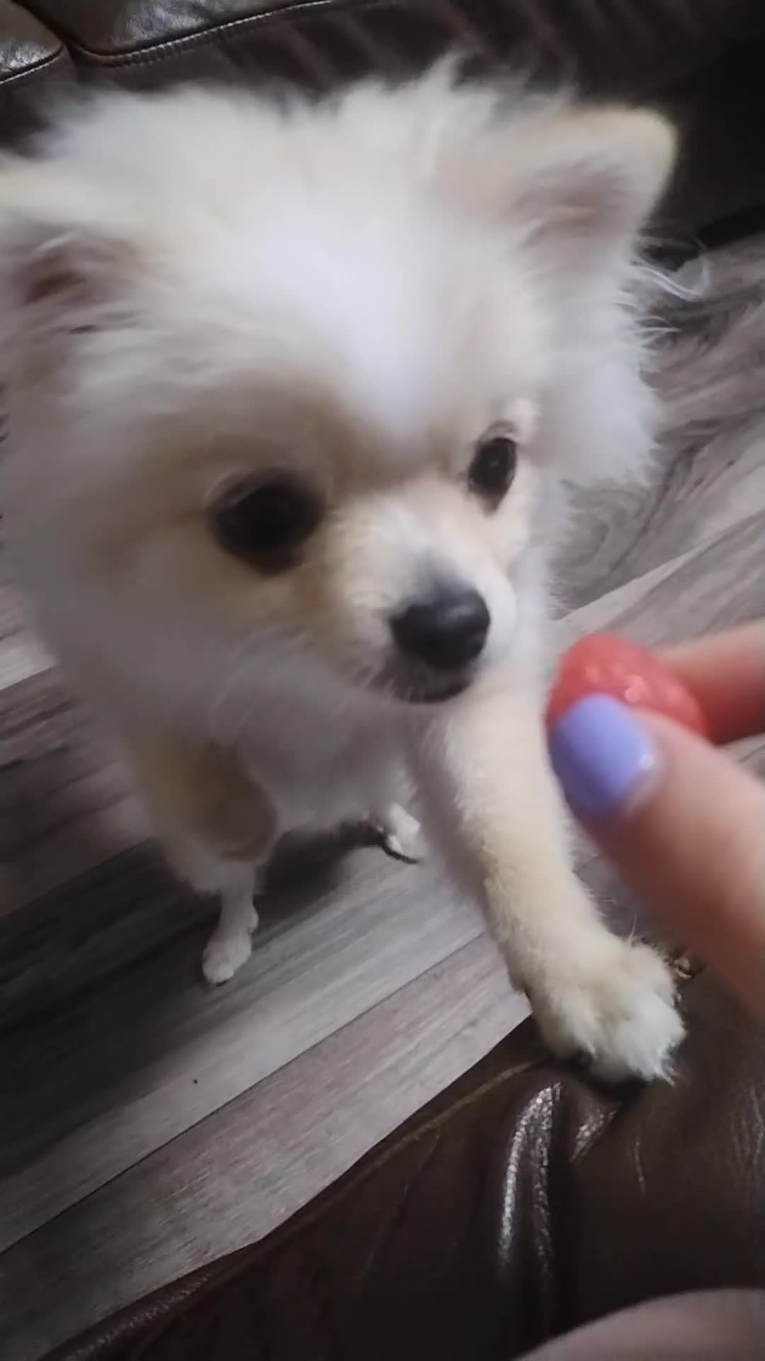 Pomeranian dogs for sale: Baby Teacup pomeranian boy  - Video 1