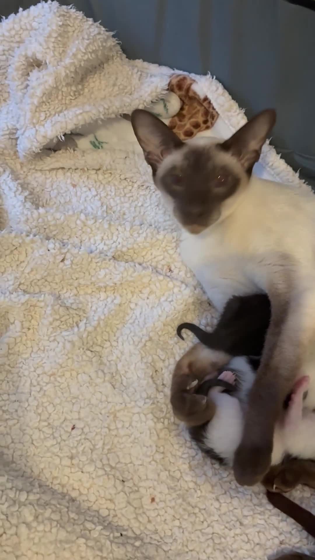 Mixed Breed cats for sale: Siamese mix breed - Video 1